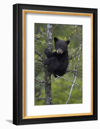 Black Bear (Ursus Americanus) Cub of the Year or Spring Cub in a Tree, Yellowstone National Park-James Hager-Framed Photographic Print