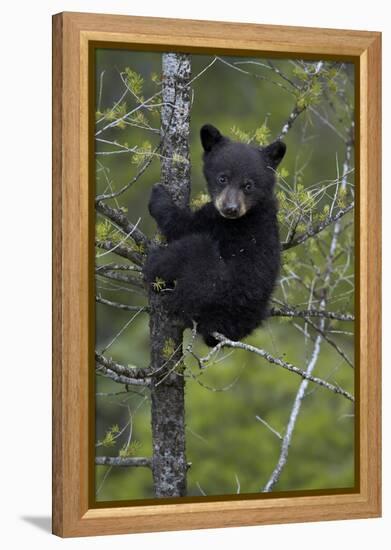 Black Bear (Ursus Americanus) Cub of the Year or Spring Cub in a Tree, Yellowstone National Park-James Hager-Framed Premier Image Canvas