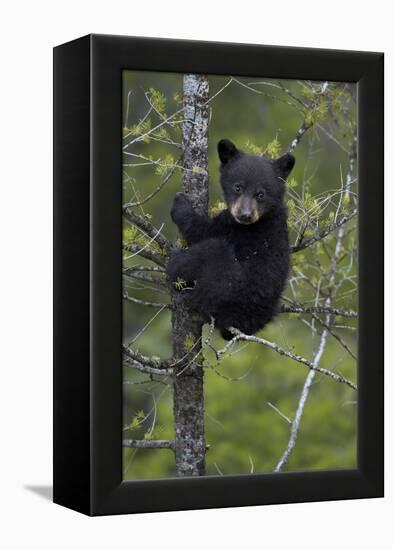 Black Bear (Ursus Americanus) Cub of the Year or Spring Cub in a Tree, Yellowstone National Park-James Hager-Framed Premier Image Canvas