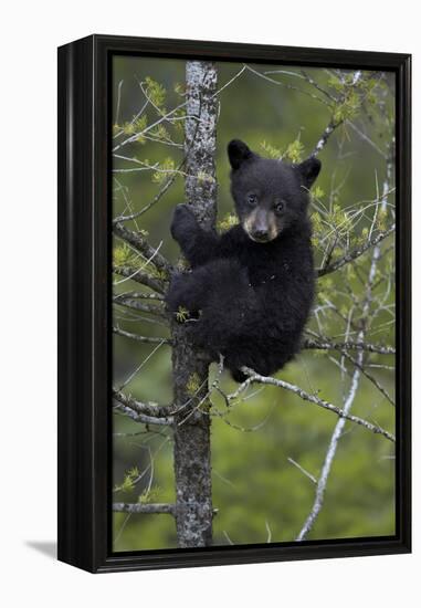 Black Bear (Ursus Americanus) Cub of the Year or Spring Cub in a Tree, Yellowstone National Park-James Hager-Framed Premier Image Canvas