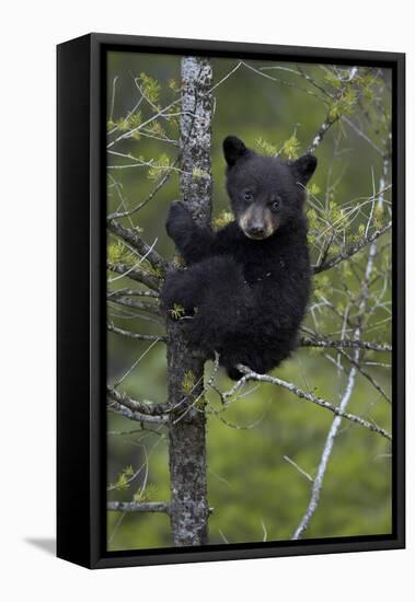 Black Bear (Ursus Americanus) Cub of the Year or Spring Cub in a Tree, Yellowstone National Park-James Hager-Framed Premier Image Canvas