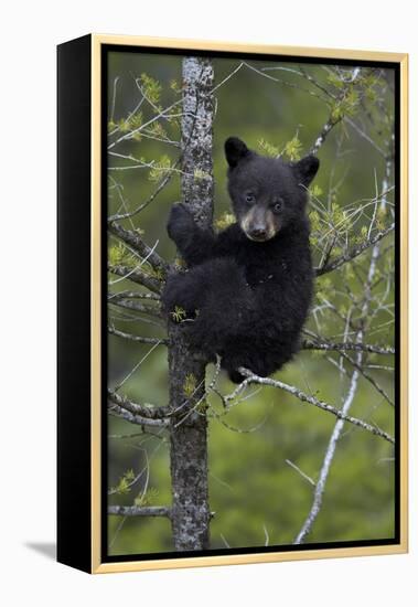 Black Bear (Ursus Americanus) Cub of the Year or Spring Cub in a Tree, Yellowstone National Park-James Hager-Framed Premier Image Canvas