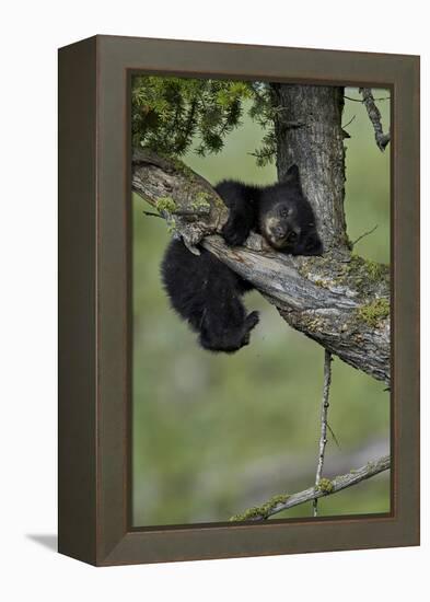 Black Bear (Ursus americanus) cub of the year or spring cub, Yellowstone Nat'l Park, Wyoming, USA-James Hager-Framed Premier Image Canvas