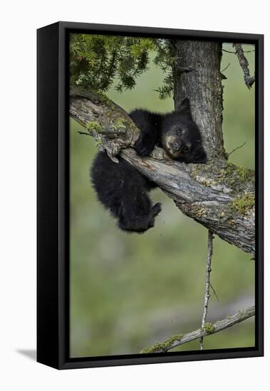 Black Bear (Ursus americanus) cub of the year or spring cub, Yellowstone Nat'l Park, Wyoming, USA-James Hager-Framed Premier Image Canvas