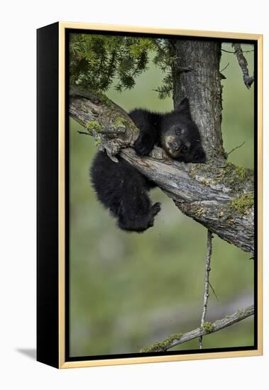 Black Bear (Ursus americanus) cub of the year or spring cub, Yellowstone Nat'l Park, Wyoming, USA-James Hager-Framed Premier Image Canvas