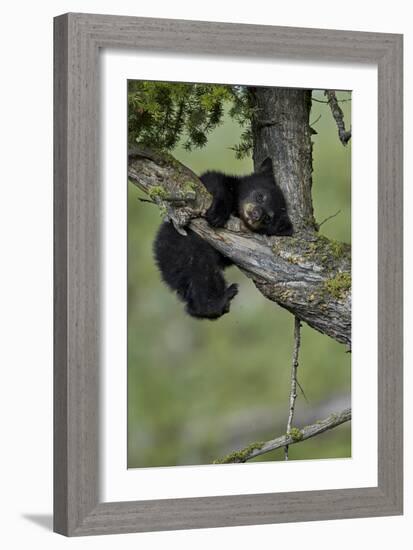 Black Bear (Ursus americanus) cub of the year or spring cub, Yellowstone Nat'l Park, Wyoming, USA-James Hager-Framed Photographic Print