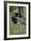 Black Bear (Ursus americanus) cub of the year or spring cub, Yellowstone Nat'l Park, Wyoming, USA-James Hager-Framed Photographic Print