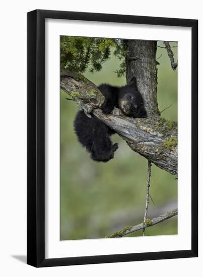 Black Bear (Ursus americanus) cub of the year or spring cub, Yellowstone Nat'l Park, Wyoming, USA-James Hager-Framed Photographic Print