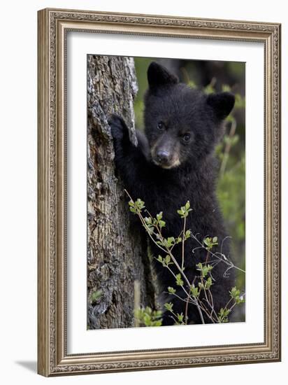 Black Bear (Ursus Americanus) Cub of the Year or Spring Cub, Yellowstone National Park, Wyoming-James Hager-Framed Photographic Print