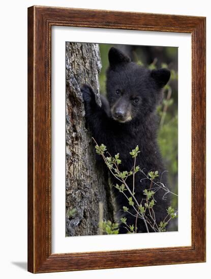 Black Bear (Ursus Americanus) Cub of the Year or Spring Cub, Yellowstone National Park, Wyoming-James Hager-Framed Photographic Print