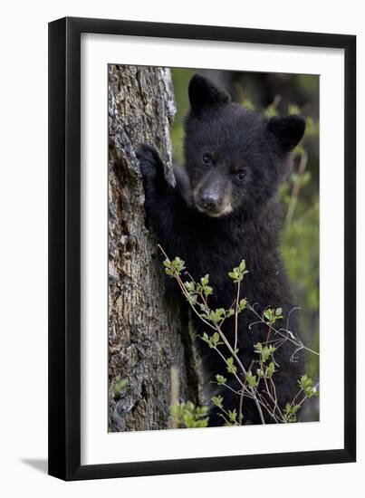 Black Bear (Ursus Americanus) Cub of the Year or Spring Cub, Yellowstone National Park, Wyoming-James Hager-Framed Photographic Print