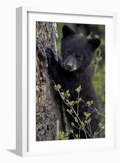 Black Bear (Ursus Americanus) Cub of the Year or Spring Cub, Yellowstone National Park, Wyoming-James Hager-Framed Photographic Print