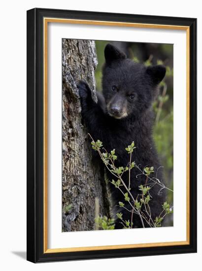 Black Bear (Ursus Americanus) Cub of the Year or Spring Cub, Yellowstone National Park, Wyoming-James Hager-Framed Photographic Print