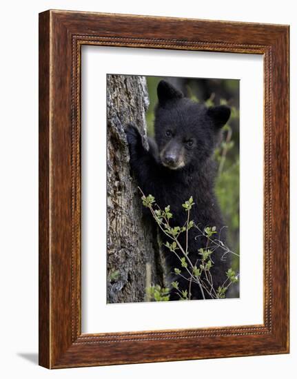 Black Bear (Ursus Americanus) Cub of the Year or Spring Cub, Yellowstone National Park, Wyoming-James Hager-Framed Premium Photographic Print
