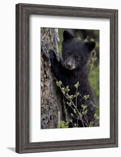 Black Bear (Ursus Americanus) Cub of the Year or Spring Cub, Yellowstone National Park, Wyoming-James Hager-Framed Photographic Print