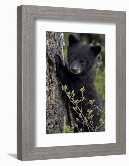 Black Bear (Ursus Americanus) Cub of the Year or Spring Cub, Yellowstone National Park, Wyoming-James Hager-Framed Photographic Print