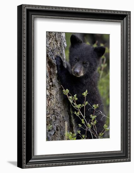 Black Bear (Ursus Americanus) Cub of the Year or Spring Cub, Yellowstone National Park, Wyoming-James Hager-Framed Photographic Print