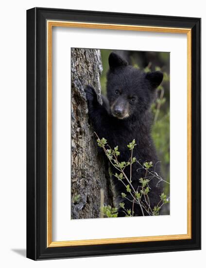 Black Bear (Ursus Americanus) Cub of the Year or Spring Cub, Yellowstone National Park, Wyoming-James Hager-Framed Photographic Print