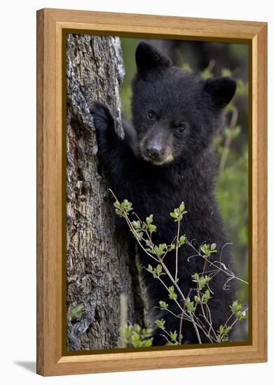 Black Bear (Ursus Americanus) Cub of the Year or Spring Cub, Yellowstone National Park, Wyoming-James Hager-Framed Premier Image Canvas