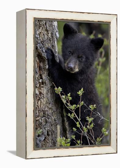 Black Bear (Ursus Americanus) Cub of the Year or Spring Cub, Yellowstone National Park, Wyoming-James Hager-Framed Premier Image Canvas