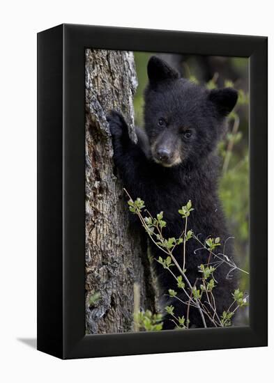 Black Bear (Ursus Americanus) Cub of the Year or Spring Cub, Yellowstone National Park, Wyoming-James Hager-Framed Premier Image Canvas