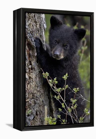 Black Bear (Ursus Americanus) Cub of the Year or Spring Cub, Yellowstone National Park, Wyoming-James Hager-Framed Premier Image Canvas