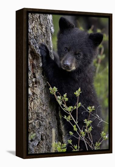 Black Bear (Ursus Americanus) Cub of the Year or Spring Cub, Yellowstone National Park, Wyoming-James Hager-Framed Premier Image Canvas