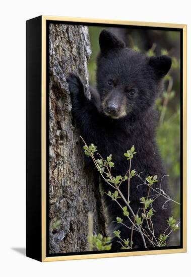 Black Bear (Ursus Americanus) Cub of the Year or Spring Cub, Yellowstone National Park, Wyoming-James Hager-Framed Premier Image Canvas