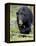 Black Bear (Ursus Americanus), Jasper National Park, Alberta, Canada, North America-James Hager-Framed Premier Image Canvas