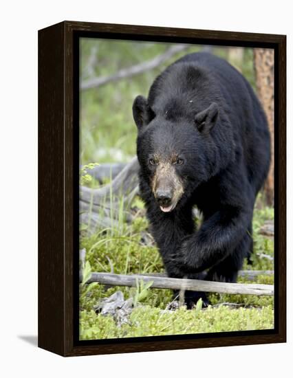 Black Bear (Ursus Americanus), Jasper National Park, Alberta, Canada, North America-James Hager-Framed Premier Image Canvas