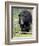 Black Bear (Ursus Americanus), Jasper National Park, Alberta, Canada, North America-James Hager-Framed Photographic Print