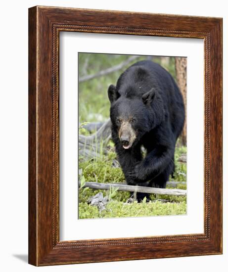 Black Bear (Ursus Americanus), Jasper National Park, Alberta, Canada, North America-James Hager-Framed Photographic Print