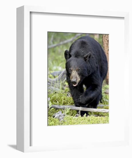 Black Bear (Ursus Americanus), Jasper National Park, Alberta, Canada, North America-James Hager-Framed Photographic Print