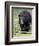 Black Bear (Ursus Americanus), Jasper National Park, Alberta, Canada, North America-James Hager-Framed Photographic Print