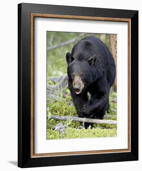 Black Bear (Ursus Americanus), Jasper National Park, Alberta, Canada, North America-James Hager-Framed Photographic Print