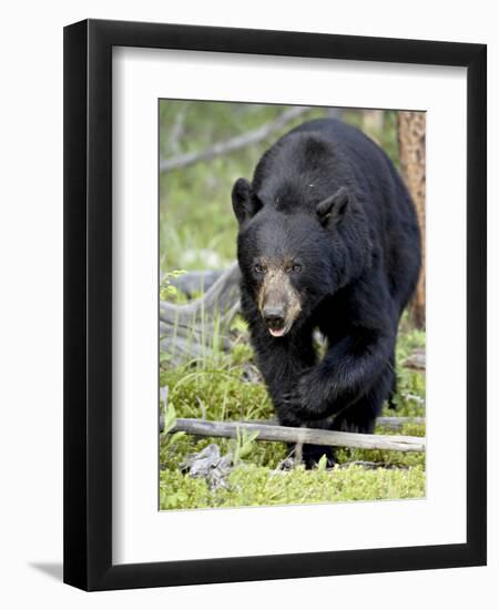 Black Bear (Ursus Americanus), Jasper National Park, Alberta, Canada, North America-James Hager-Framed Photographic Print