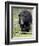 Black Bear (Ursus Americanus), Jasper National Park, Alberta, Canada, North America-James Hager-Framed Photographic Print