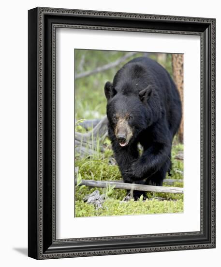 Black Bear (Ursus Americanus), Jasper National Park, Alberta, Canada, North America-James Hager-Framed Photographic Print