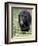 Black Bear (Ursus Americanus), Jasper National Park, Alberta, Canada, North America-James Hager-Framed Photographic Print