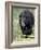 Black Bear (Ursus Americanus), Jasper National Park, Alberta, Canada, North America-James Hager-Framed Photographic Print