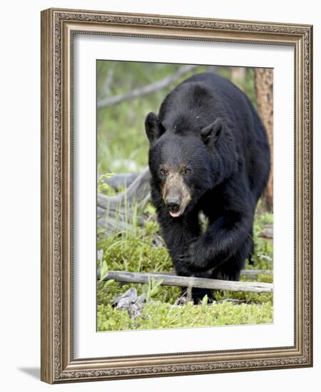 Black Bear (Ursus Americanus), Jasper National Park, Alberta, Canada, North America-James Hager-Framed Photographic Print