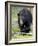 Black Bear (Ursus Americanus), Jasper National Park, Alberta, Canada, North America-James Hager-Framed Photographic Print