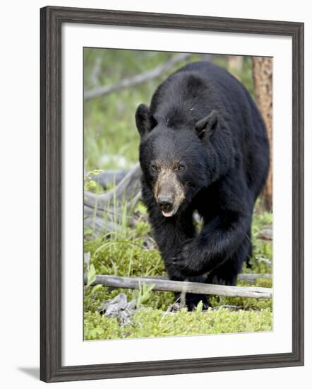 Black Bear (Ursus Americanus), Jasper National Park, Alberta, Canada, North America-James Hager-Framed Photographic Print