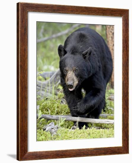 Black Bear (Ursus Americanus), Jasper National Park, Alberta, Canada, North America-James Hager-Framed Photographic Print