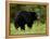 Black Bear (Ursus Americanus), Manning Provincial Park, British Columbia, Canada, North America-James Hager-Framed Premier Image Canvas