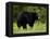 Black Bear (Ursus Americanus), Manning Provincial Park, British Columbia, Canada, North America-James Hager-Framed Premier Image Canvas