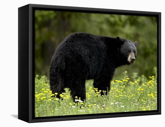 Black Bear (Ursus Americanus), Manning Provincial Park, British Columbia, Canada, North America-James Hager-Framed Premier Image Canvas