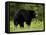 Black Bear (Ursus Americanus), Manning Provincial Park, British Columbia, Canada, North America-James Hager-Framed Premier Image Canvas