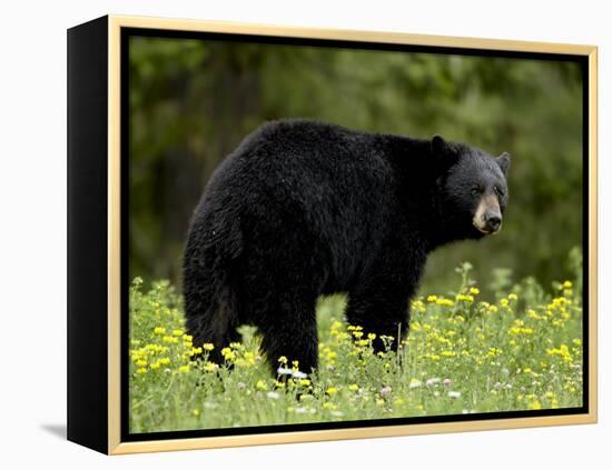 Black Bear (Ursus Americanus), Manning Provincial Park, British Columbia, Canada, North America-James Hager-Framed Premier Image Canvas