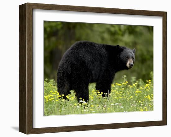 Black Bear (Ursus Americanus), Manning Provincial Park, British Columbia, Canada, North America-James Hager-Framed Photographic Print